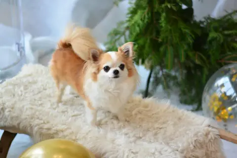 Uroczy piesek rasy chihuahua, pies z rodziny zastępczej, pozuje na tle świątecznych dekoracji.