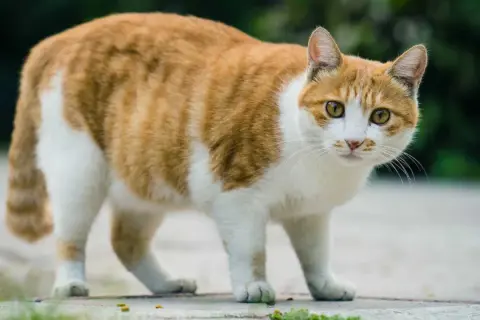 Pomarańczowo-biały kot, który wygląda, jakby potrzebował pomocy w tym, jak odchudzić kota.