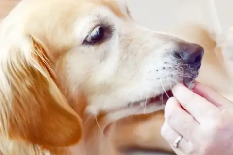 Złoty retriever dostaje smakołyk. Czy pies może jeść rzodkiewkę? To pytanie nurtuje wielu właścicieli czworonogów.