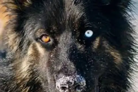 Portret wilczego psa z jednym brązowym i jednym niebieskim okiem, z widocznym śniegiem na pysku.