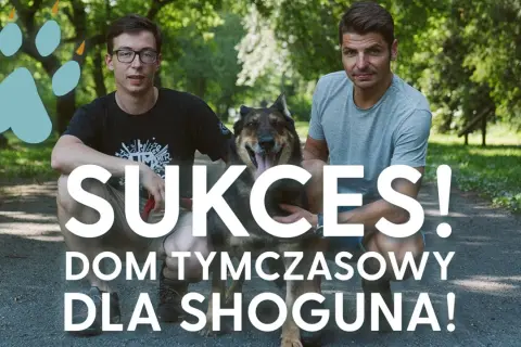 Dwóch mężczyzn i pies w parku. Napis: "Sukces! Dom tymczasowy dla Shoguna!".