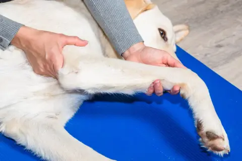Fizjoterapeuta delikatnie masuje łapę psa, łagodząc objawy zapalenia stawów.