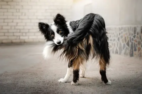Pies rasy border collie gryzie swój ogon, patrząc w obiektyw.