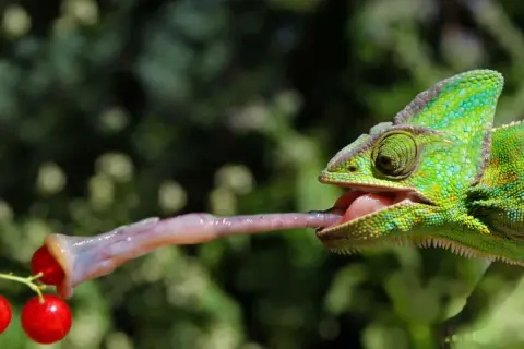 Zielony kameleon wyciąga długi, lepki język, by złapać czerwone jagody.
