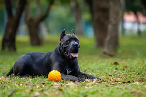 Cane Corso mały leży na trawie obok pomarańczowej piłki, gotowy do zabawy w parku.