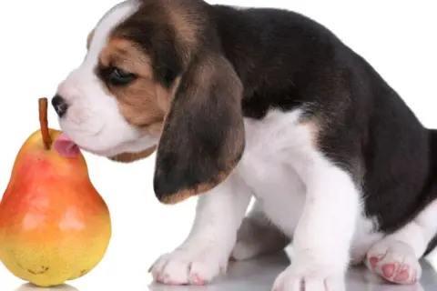 Szczeniak beagle próbuje gruszki. Czy pies może jeść gruszkę? Ten maluch odkrywa nowe smaki.