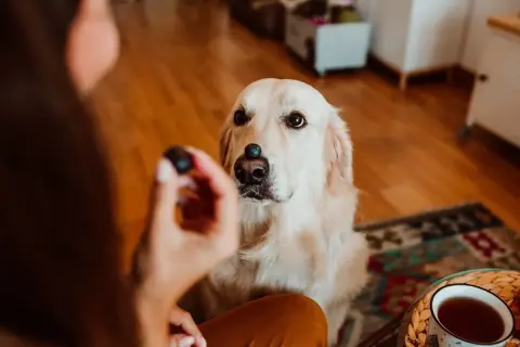 Złoty retriever z borówką na nosie czeka na smakołyk. Czy psy mogą jeść borówki? Tak, w małych ilościach są bezpieczne.