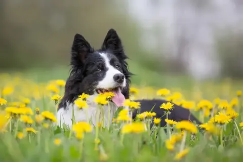 Czarny pies rasy border collie leży w trawie pośród żółtych mniszków lekarskich.