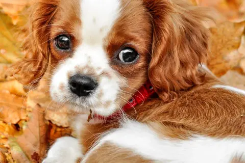 Portret szczeniaka Cavaliera King Charles Spaniela z brązowo-białym futrem, w czerwonej obroży, na tle jesiennych liści.