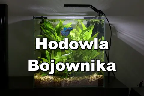 Bojownik w kuli ile żyje? W akwarium z roślinami pływa piękny, błękitno-czerwony bojownik.