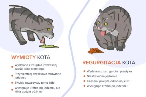 Ilustracja pokazuje dwa koty. Po lewej kot wymiotuje śliną i treścią żołądkową. Po prawej kot zwraca niestrawione jedzenie.