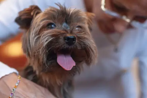 Yorkshire terrier z wystawionym językiem, trzymany przez osobę.