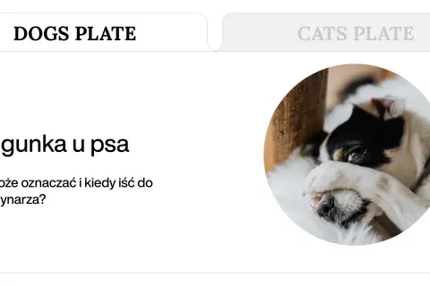 Biegunka u psa? Dowiedz się, co może oznaczać i kiedy szukać domowe sposoby lub pomocy weterynarza. Piesek wygląda na chorego.