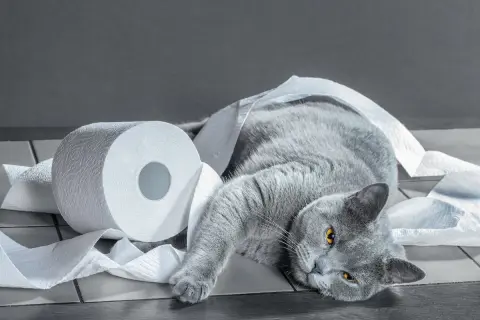 Szary kot leży wśród papieru toaletowego. Czy to znak, jak pozbyć się zapachu kociego moczu?