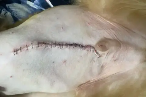 Szwy po kastracji kota. Rana jest zaszyta metalowymi klamerkami, widoczne są drobne zaczerwienienia.