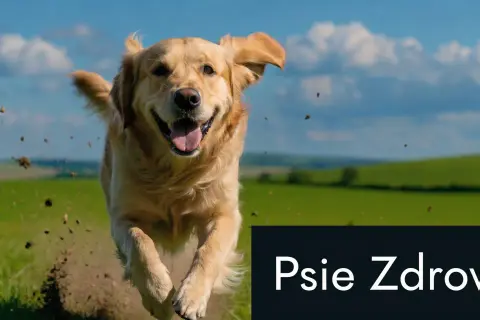 Szczęśliwy piesek biegnie przez łąkę, a na dole napis "Psie Zdrowie". Pamiętaj o antybiotyku dla psa, gdy jest chory.