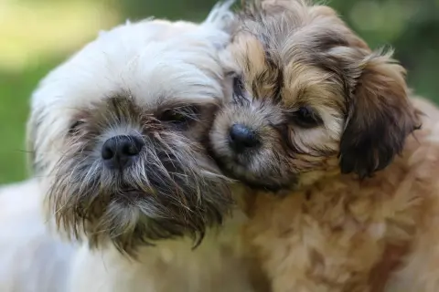 Dwa szczenięta rasy Shih Tzu przytulają się do siebie na tle zieleni.