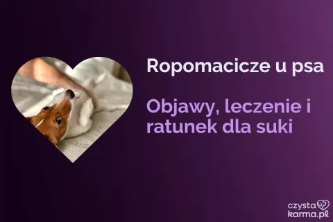Uroczy piesek w kształcie serca. Tekst informuje o ropomaciczu u psa: objawy, leczenie i ratunek dla suki.