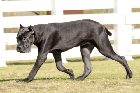 Czarny pies rasy Cane Corso idzie po trawie na tle białego płotu.