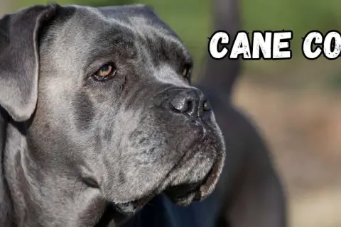 Portret szarego psa rasy Cane Corso z napisem "CANE CORSO".