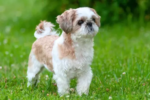 Shih tzu w kolorze białym i brązowym stoi na zielonej trawie.