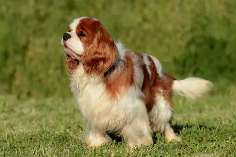 Uroczy cocker spaniel cavalier w brązowo-białe łaty stoi na zielonej trawie, patrząc w bok z zaciekawieniem.