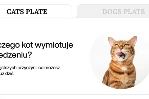 Kot bengalski z zielonymi oczami, oblizujący się. Tekst informuje o przyczynach, dla których kot wymiotuje po jedzeniu.