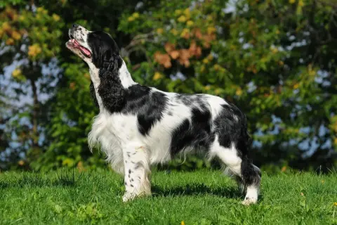 Elegancki springer spaniel angielski w czarno-białe łaty, z uszami opadającymi ku dołowi, stoi na zielonej trawie.