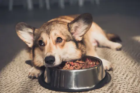 Smutny corgi leży obok miski z jedzeniem, mój pies nie chce jeść.