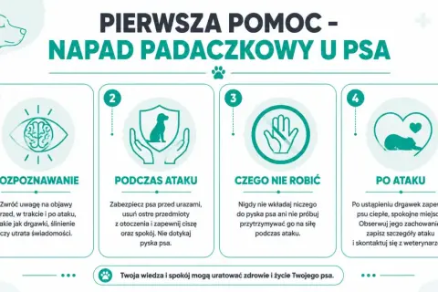 Pierwsza pomoc w napadzie padaczkowym u psa: rozpoznawanie, co robić podczas ataku, czego nie robić i postępowanie po ataku. Twoja wiedza uratuje życie.