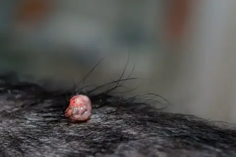 Brodawka na skórze psa, otoczona ciemną sierścią.