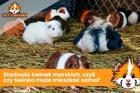Kilka świnek morskich siedzących na sianie.