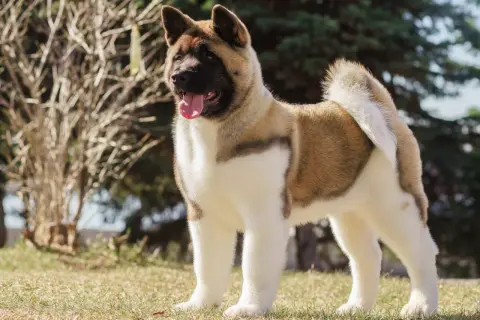 Akita amerykańska stoi na trawie, z językiem na wierzchu, na tle drzew.