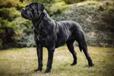 Potężny pies rasy Cane Corso o lśniącym, czarnym umaszczeniu stoi na trawie.