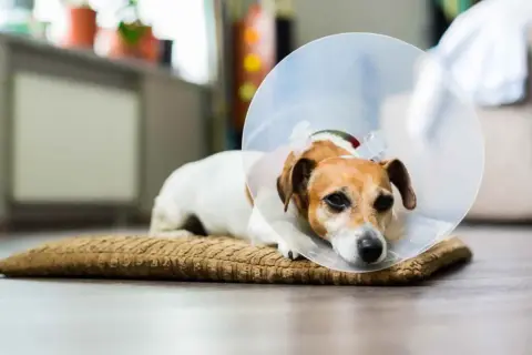 Smutny piesek w kołnierzu po zabiegu. Szukasz alternatywy, czym zastąpić kołnierz dla psa?