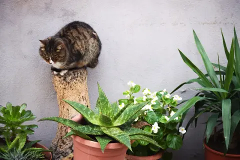 Kot siedzi na pniu obok aloesu. Czy aloes jest trujący dla kota? Warto to sprawdzić, zanim kotek się nim zainteresuje.