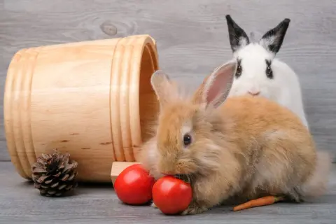 Brązowy króliczek próbuje zjeść pomidorka, a obok leży marchewka. Biały królik z czarnymi uszami obserwuje.