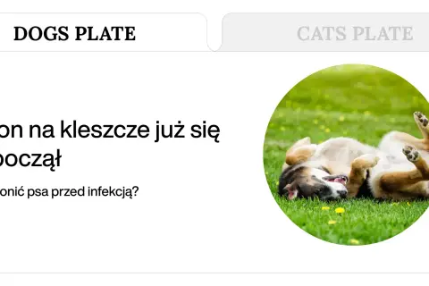 Szczeniak bawi się na trawie, podczas gdy sezon na kleszcze się rozpoczął. Czy kleszcze latają? Jak chronić psa?