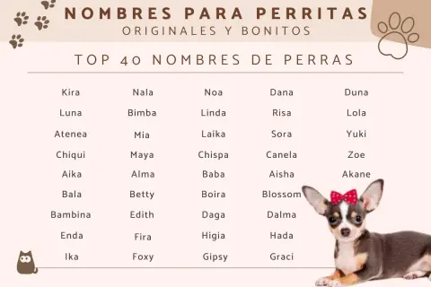 Lista TOP 40 imion dla małego psa, od Kira po Graci. Uroczy piesek z kokardką.