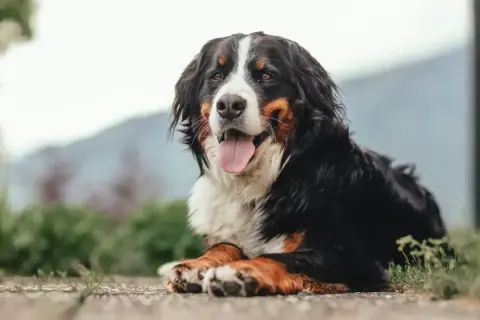 Bernese Mountain Dog lying down, panting happily outdoors.