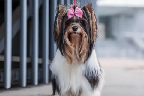 Biewer terrier z różową kokardką na głowie, siedzący przed szarą kratą.