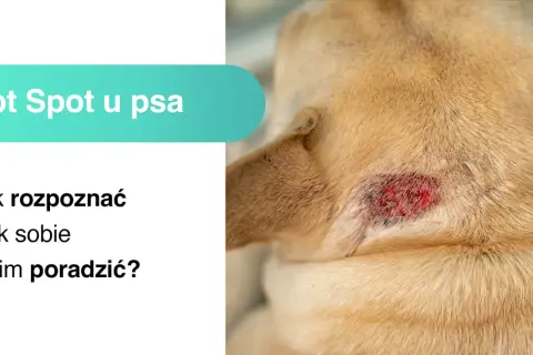 Widoczne jest zaczerwienione, sączące się **hot spot u psa** na jego karku. Tekst informuje o rozpoznawaniu i leczeniu tej dolegliwości.