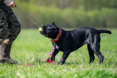 Czarny pies cane corso ciągnie za piłkę na smyczy, bawiąc się z człowiekiem na trawie.