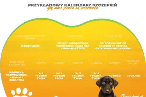 Grafika przedstawia fragment kalendarza szczepień dla psa z zaznaczonymi terminami i typami szczepień.