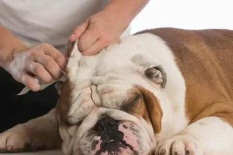 Delikatne czyszczenie uszu buldoga. Pies ma ciepłe uszy, a jego opiekun ostrożnie wyciera je chusteczką.