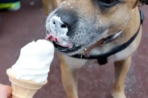 Czy psy mogą jeść lody? Ten piesek z pewnością cieszy się lodami, oblizując je z wafelka.