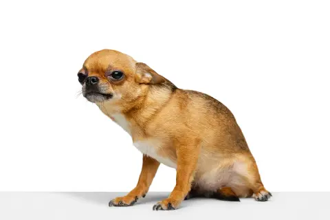 Mały piesek chihuahua w pozie jakby zjeżdżał na sankach, z zaciekawieniem spogląda w bok.