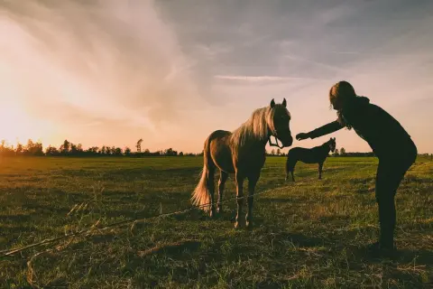 Zachód słońca na łące, kobieta wyciąga rękę do klaczy. Może szuka inspiracji na imiona dla klaczy?