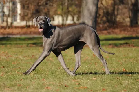 Niemiecki dog, o łagodnym charakterze, biegnie po trawie.