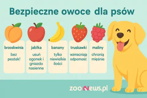 Jakie owoce może jeść pies? Brzoskwinie bez pestek, jabłka (bez gniazd nasiennych), banany (w małych ilościach), truskawki i maliny.
